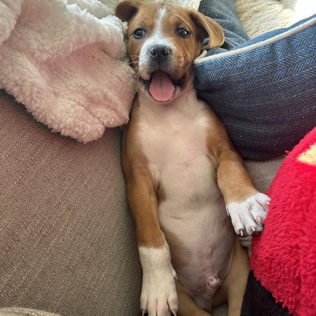 Enlarge Chipper, a Adoptable mixed breed in Austell, GA image 5/6