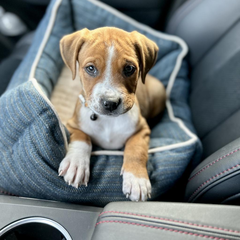 Enlarge Chipper, a Adoptable mixed breed in Austell, GA image 6/6