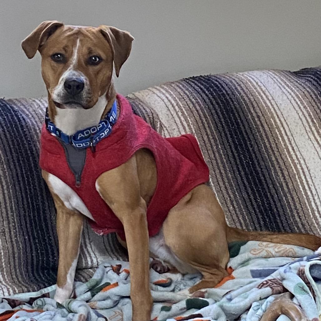 Chipper, a Adoptable mixed breed in Austell, GA image 6/6