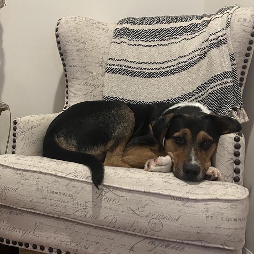 Tango, Adoptable, Adult Male Mixed Breed & Mixed Breed.