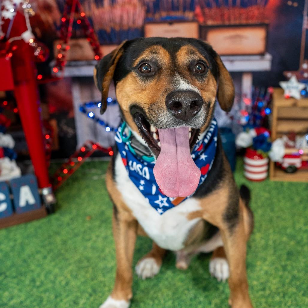 Enlarge Tango, a Adoptable mixed breed in Aberdeen, NC image 2/6