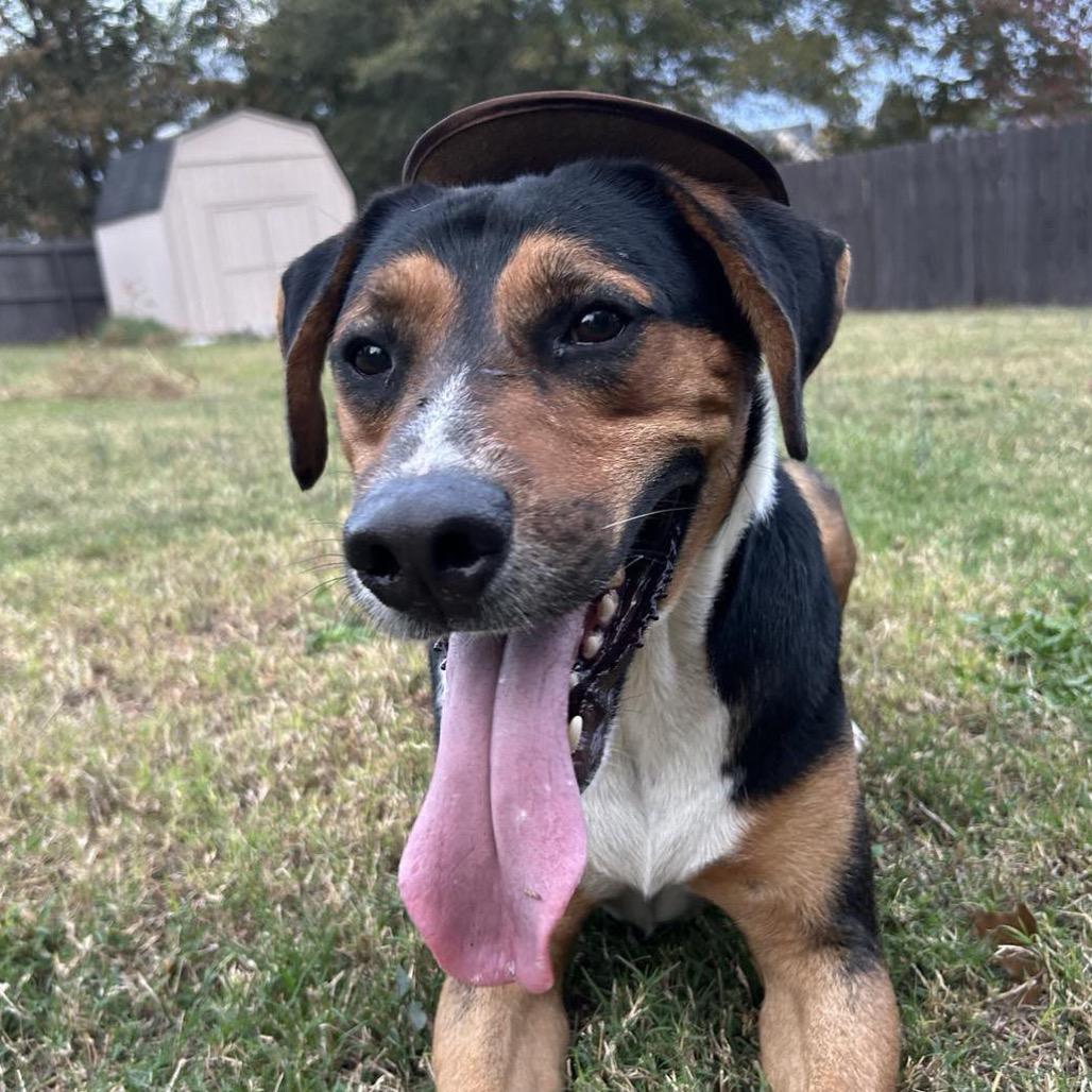 Enlarge Tango, a Adoptable mixed breed in Aberdeen, NC image 3/6