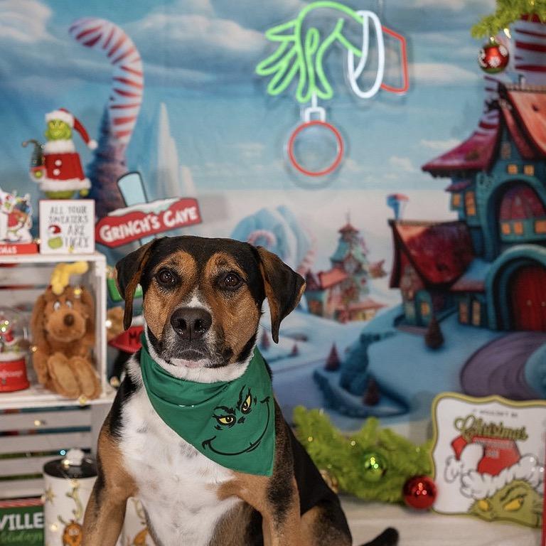 Enlarge Tango, a Adoptable mixed breed in Aberdeen, NC image 4/6