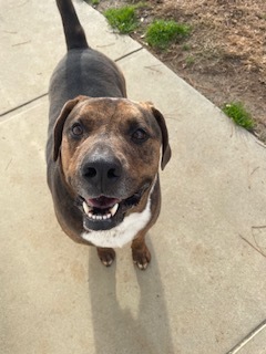 Toby, Adoptable, Adult Male Bullmastiff & Pit Bull Terrier.