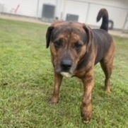 Enlarge Toby, a Adoptable mixed breed in Emporia, VA image 2/6