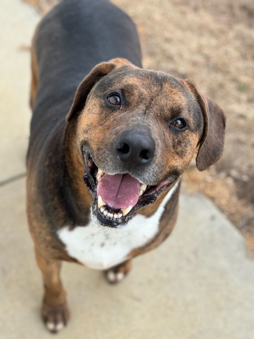 Enlarge Toby, a Adoptable mixed breed in Emporia, VA image 3/6