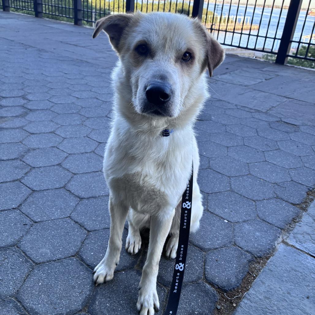 Aladdin, Adoptable, Adult Male Retriever.