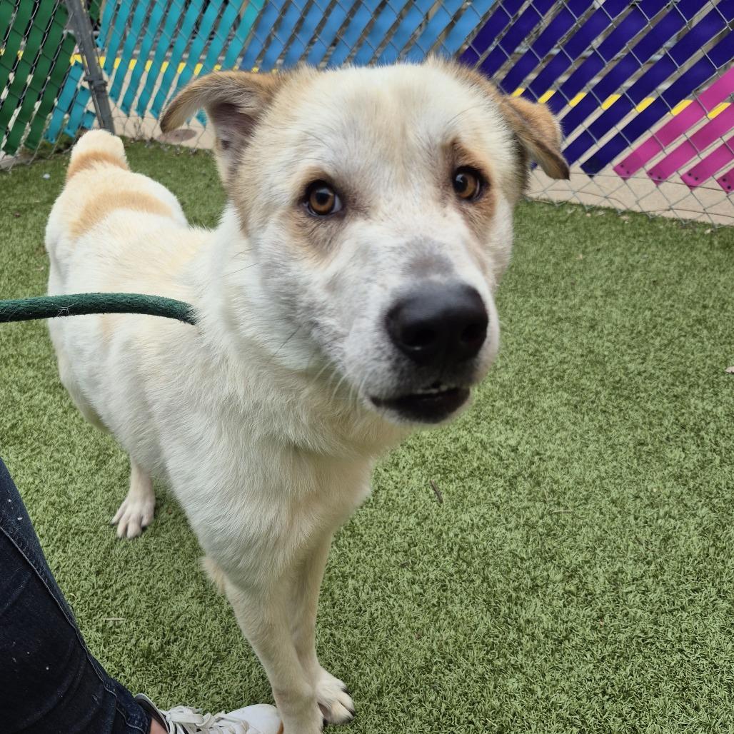 Aladdin, a Adoptable Retriever in Brooklyn, NY image 2/6