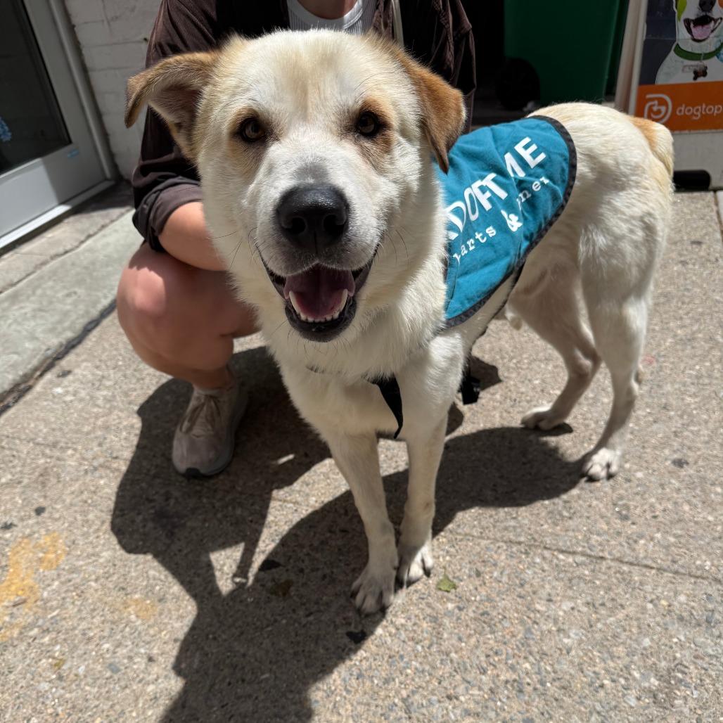Aladdin, a Adoptable Retriever in Brooklyn, NY image 3/6