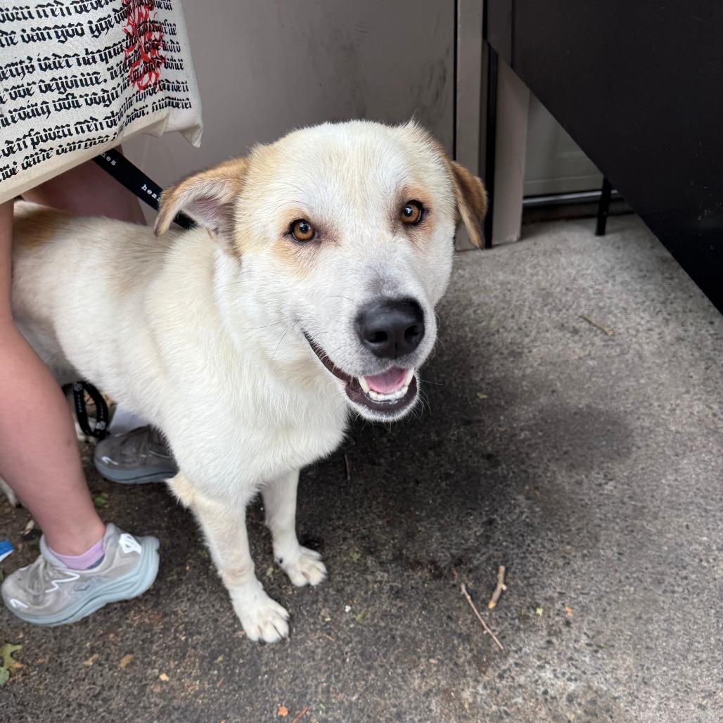 Aladdin, a Adoptable Retriever in Brooklyn, NY image 4/6