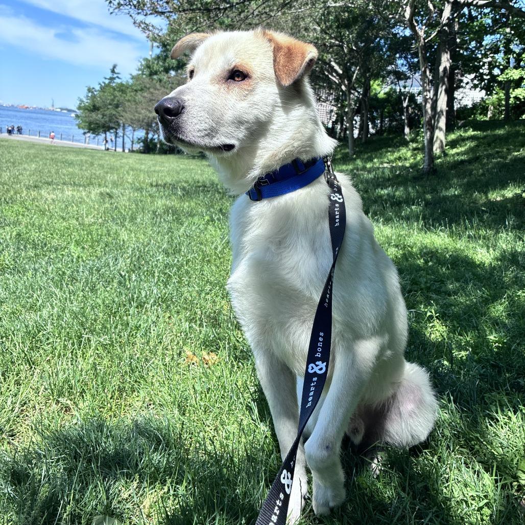 Aladdin, a Adoptable Retriever in Brooklyn, NY image 5/6
