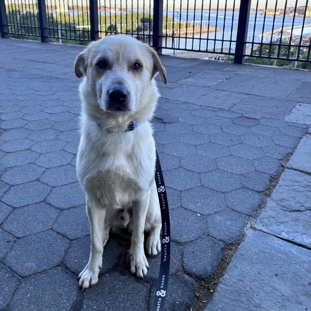 Aladdin, a Adoptable Retriever in Brooklyn, NY image 6/6