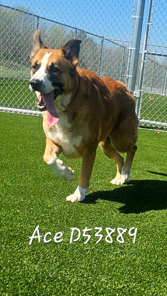 Ace, a Adoptable mixed breed in Clarksville, TN image 1/2