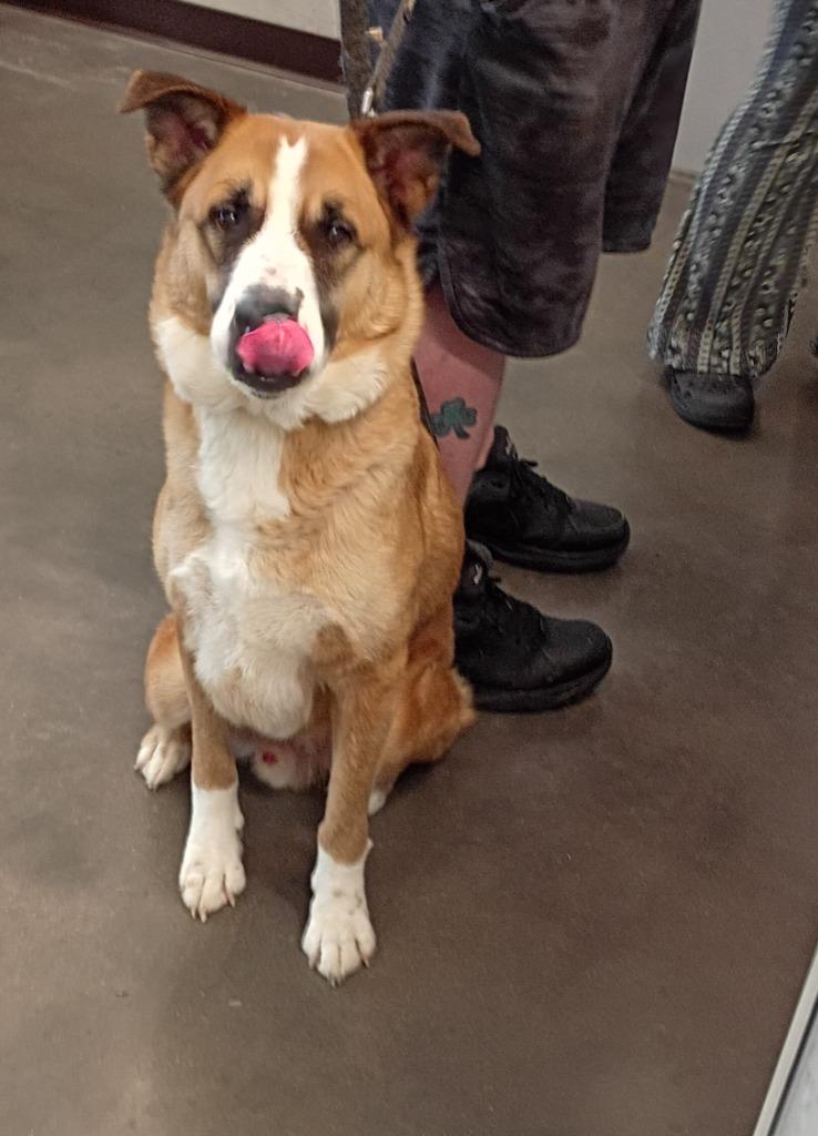 Ace, a Adoptable mixed breed in Clarksville, TN image 2/2