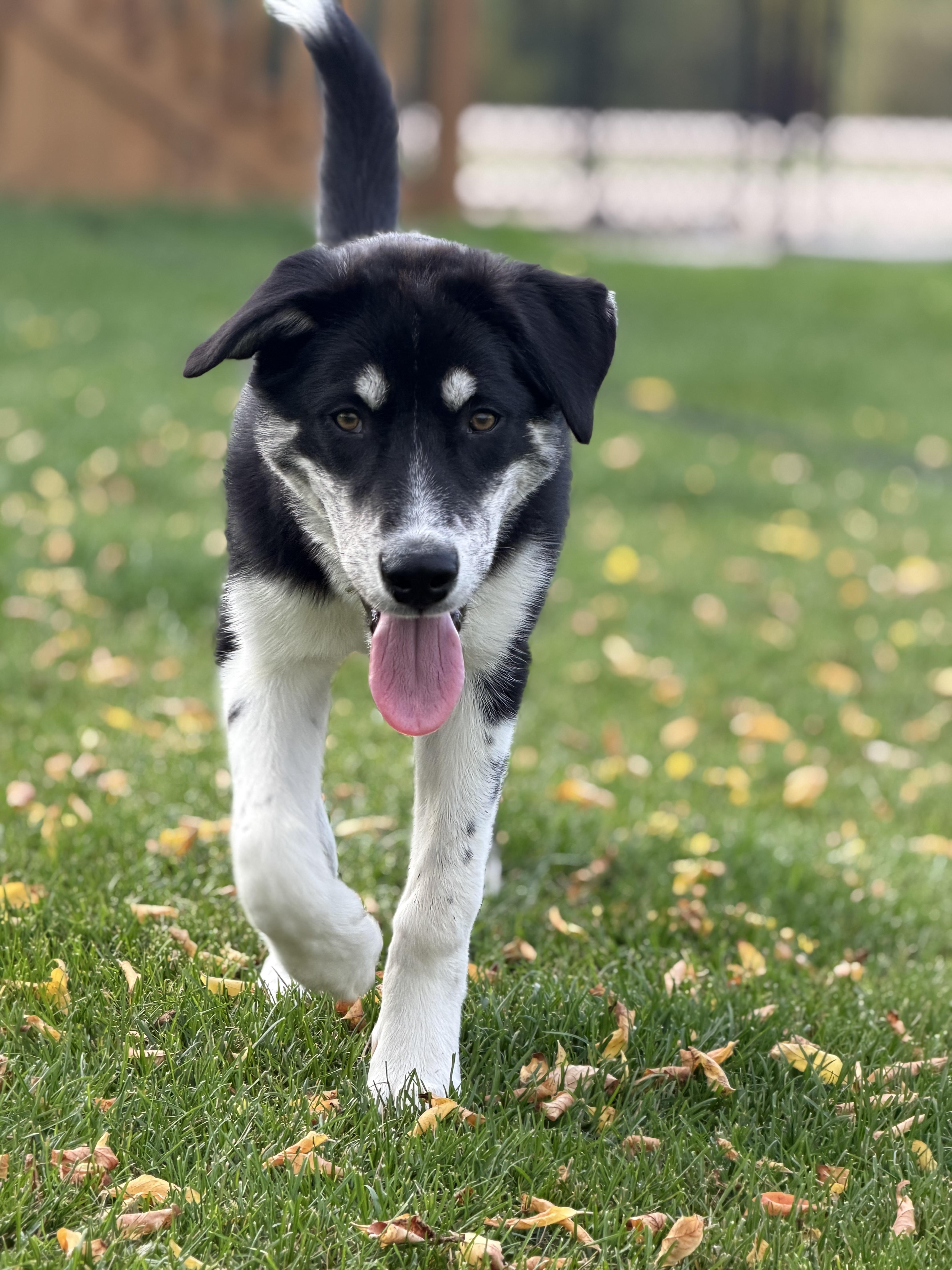 Marlon, Adoptable, Young Male German Shepherd Dog.
