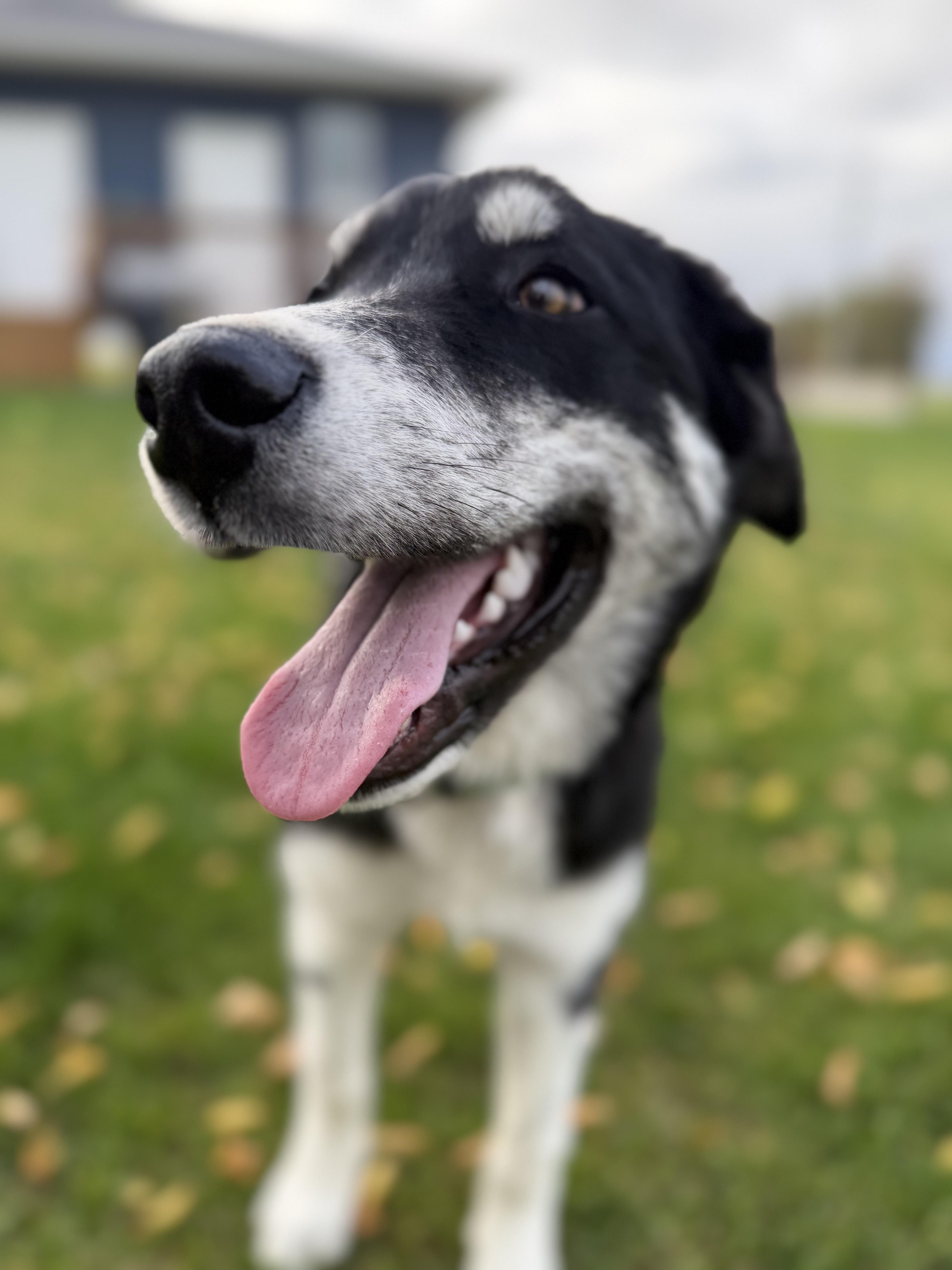 Enlarge Marlon, a Adoptable mixed breed in Steinbach, MB image 2/6