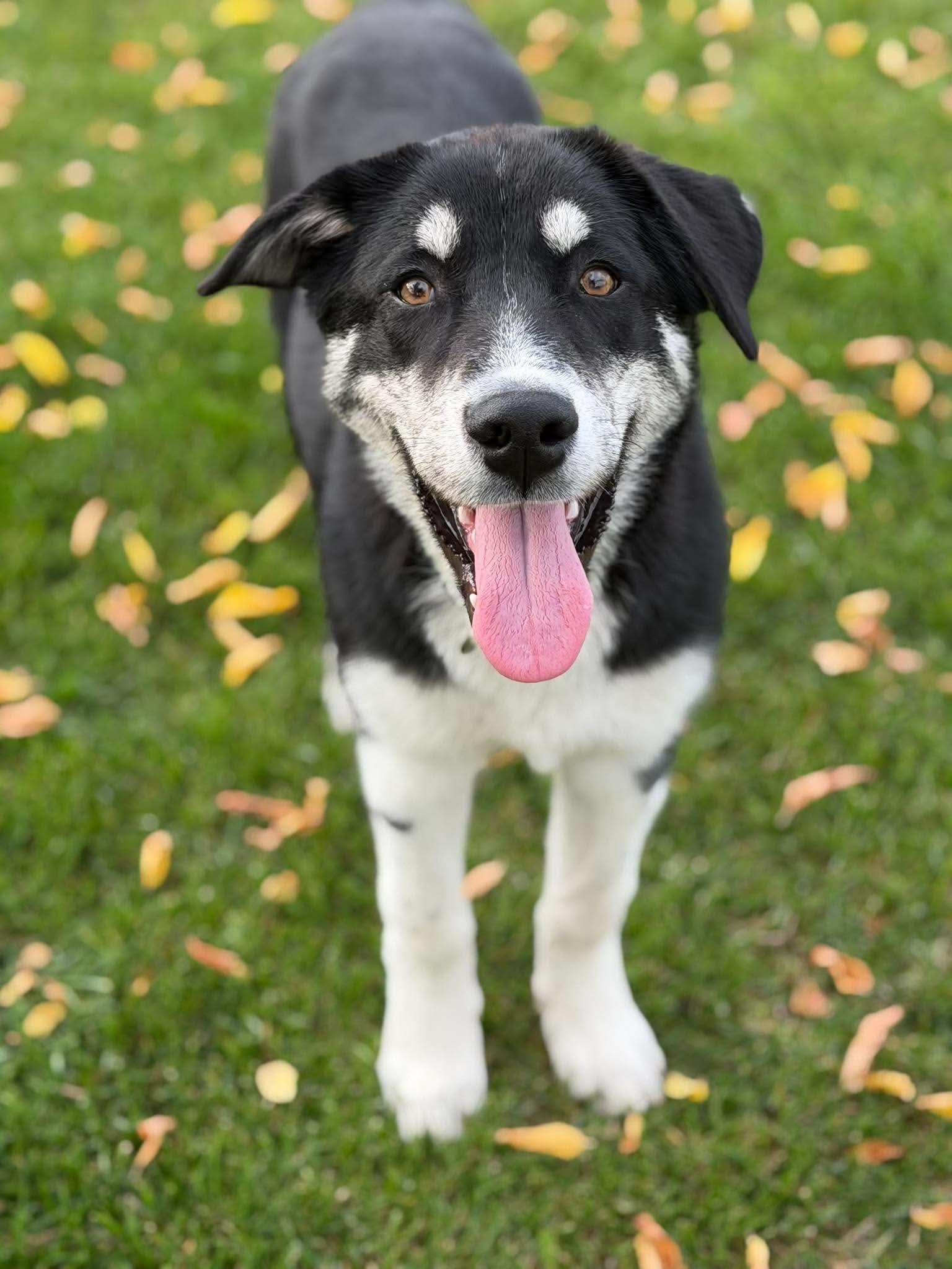 Enlarge Marlon, a Adoptable mixed breed in Steinbach, MB image 3/6