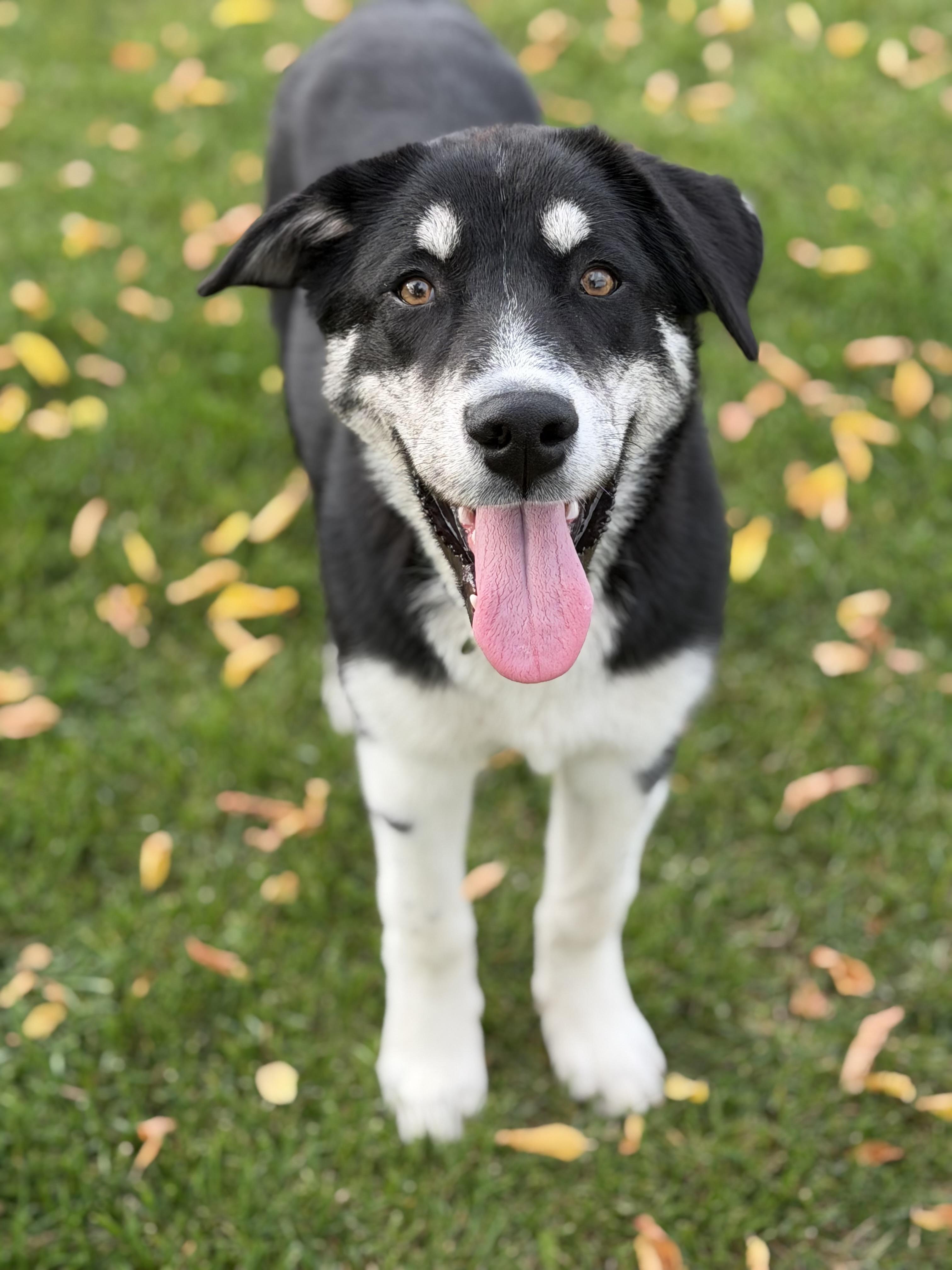 Enlarge Marlon, a Adoptable mixed breed in Steinbach, MB image 4/6