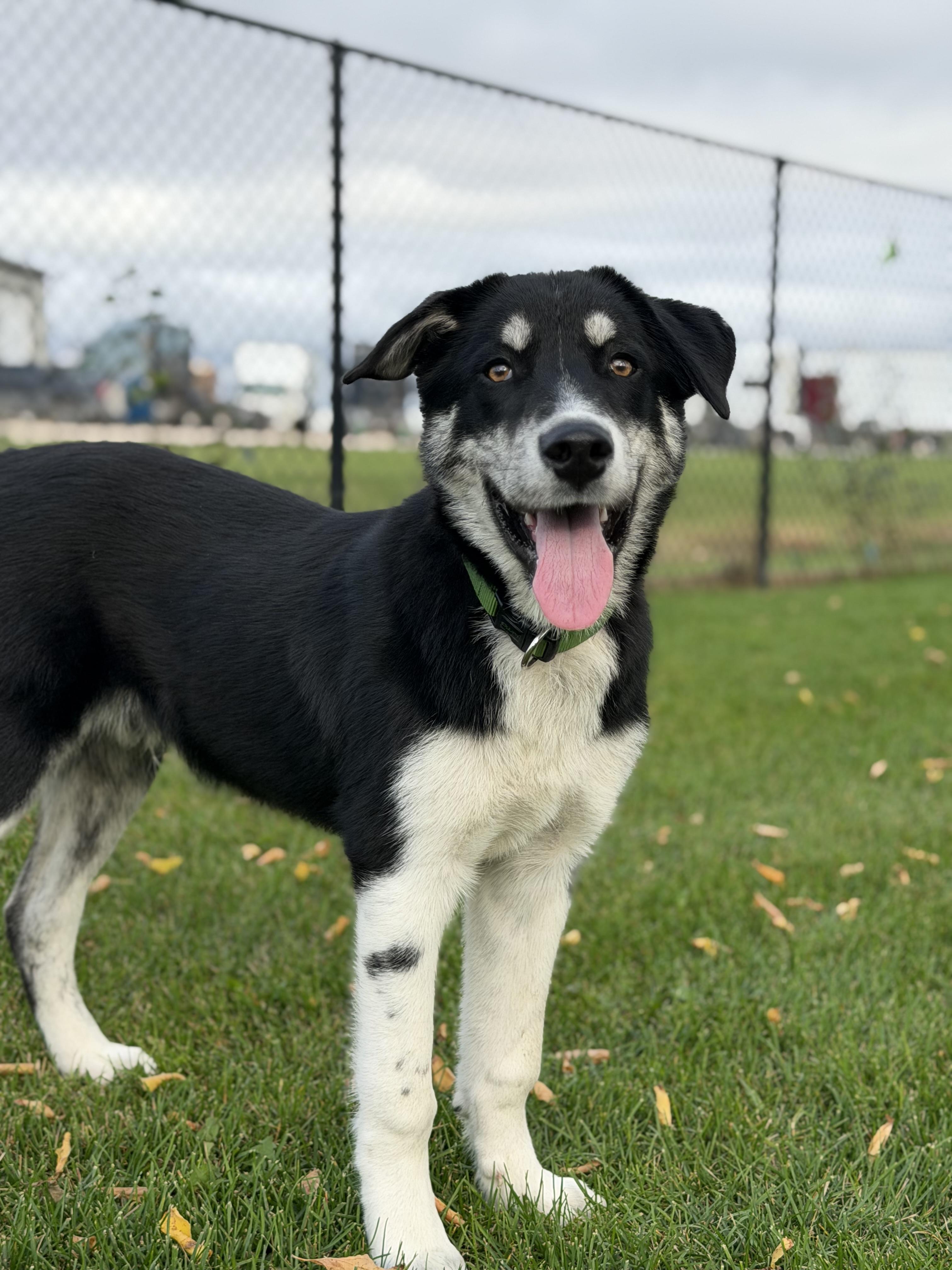 Enlarge Marlon, a Adoptable mixed breed in Steinbach, MB image 5/6
