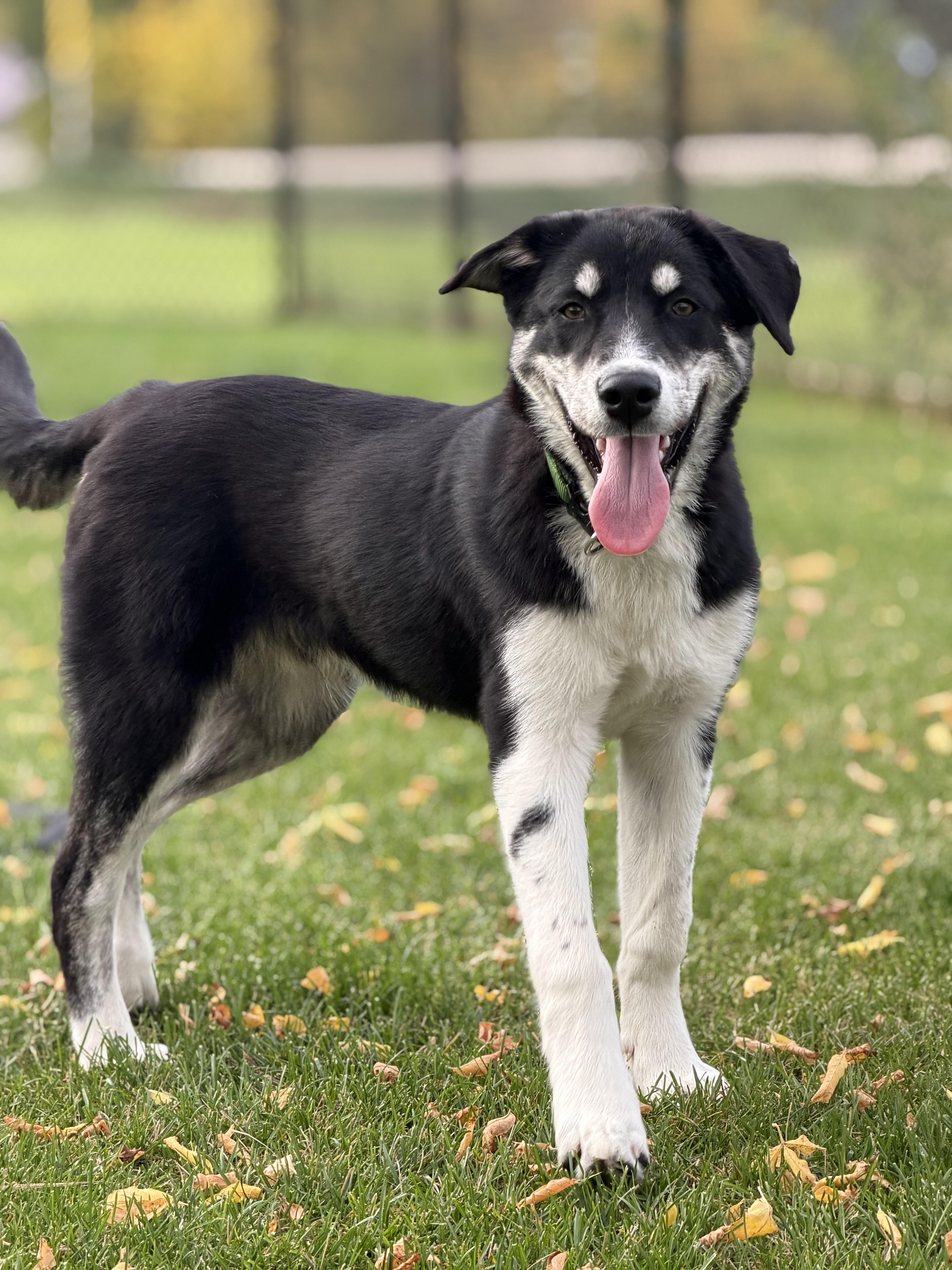 Enlarge Marlon, a Adoptable mixed breed in Steinbach, MB image 6/6