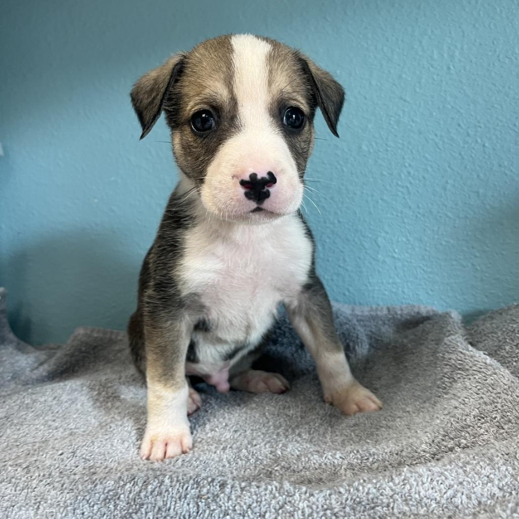 Enlarge Aladdin, a Adoptable Mixed Breed in Fredericksburg, TX image 1/4