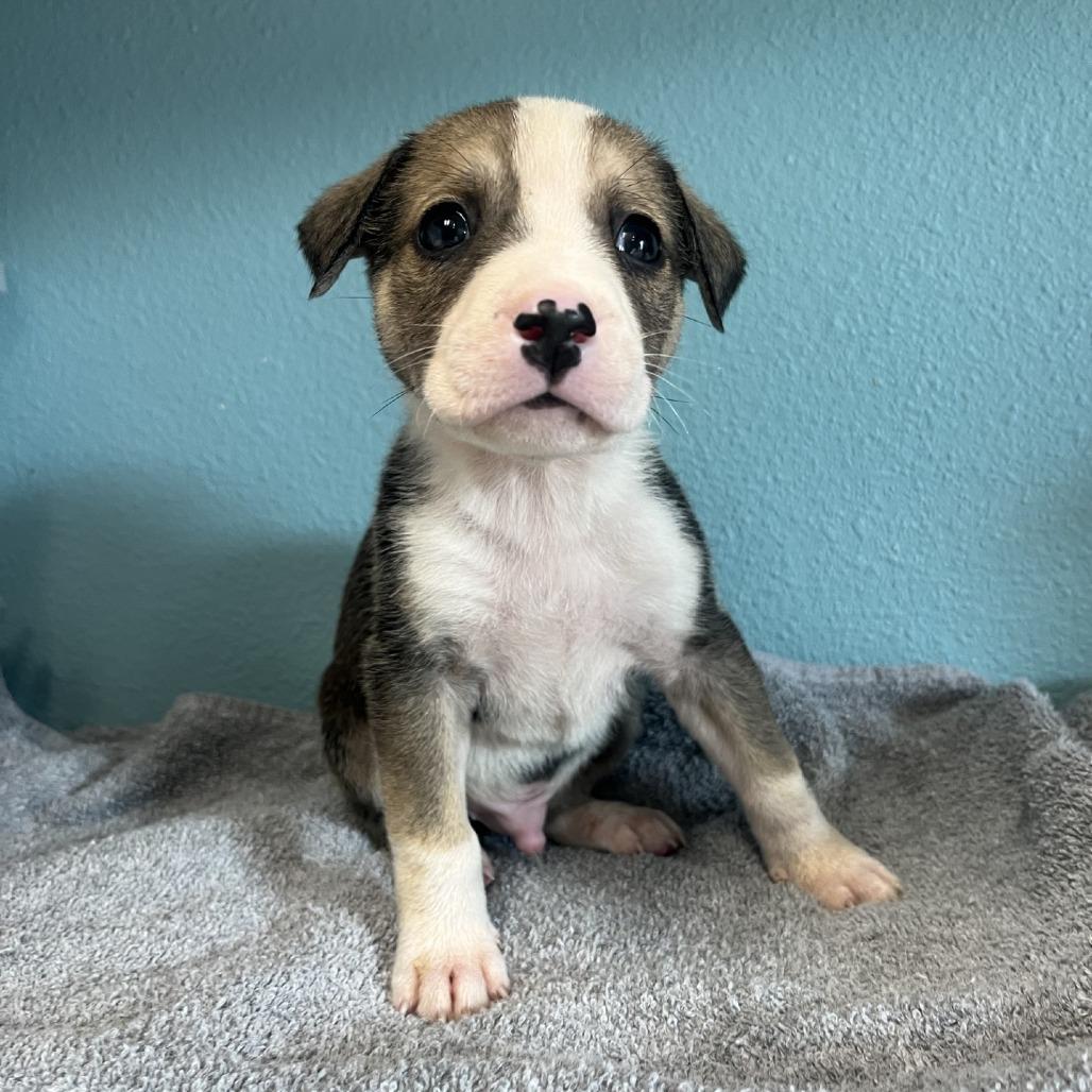 Enlarge Aladdin, a Adoptable Mixed Breed in Fredericksburg, TX image 2/4