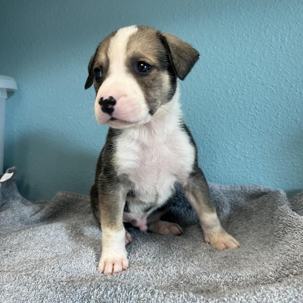 Enlarge Aladdin, a Adoptable Mixed Breed in Fredericksburg, TX image 3/4