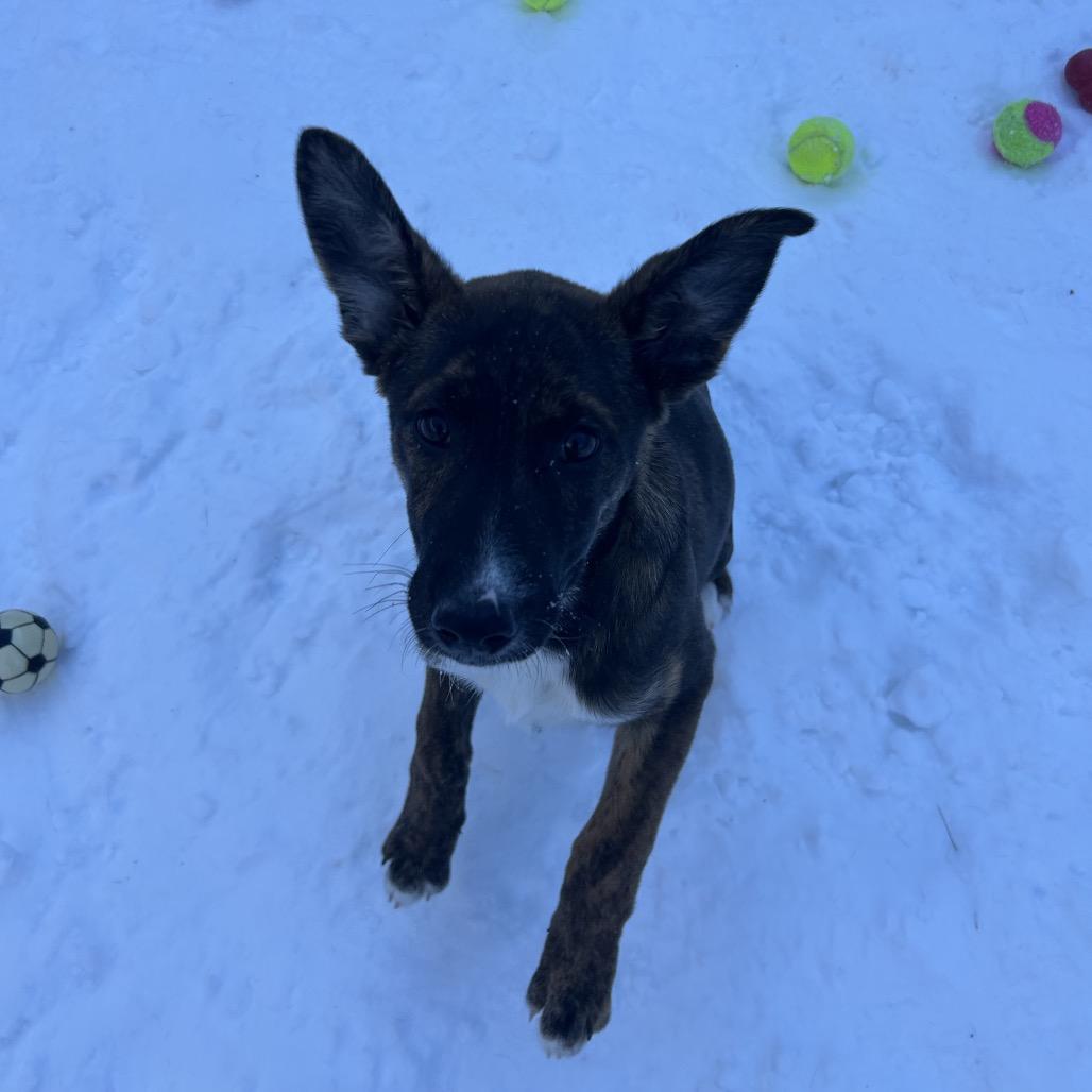 Julia, Adoptable, Puppy Female Mixed Breed.