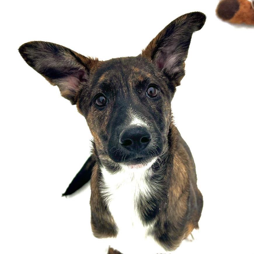 Enlarge Julia, a Adoptable Mixed Breed in Bedford, NH image 2/5