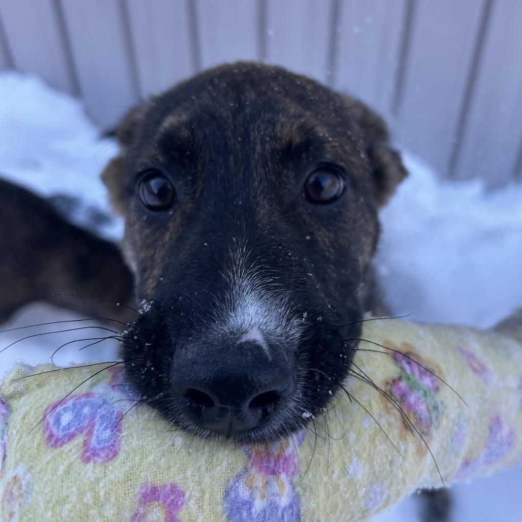 Enlarge Julia, a Adoptable Mixed Breed in Bedford, NH image 4/5