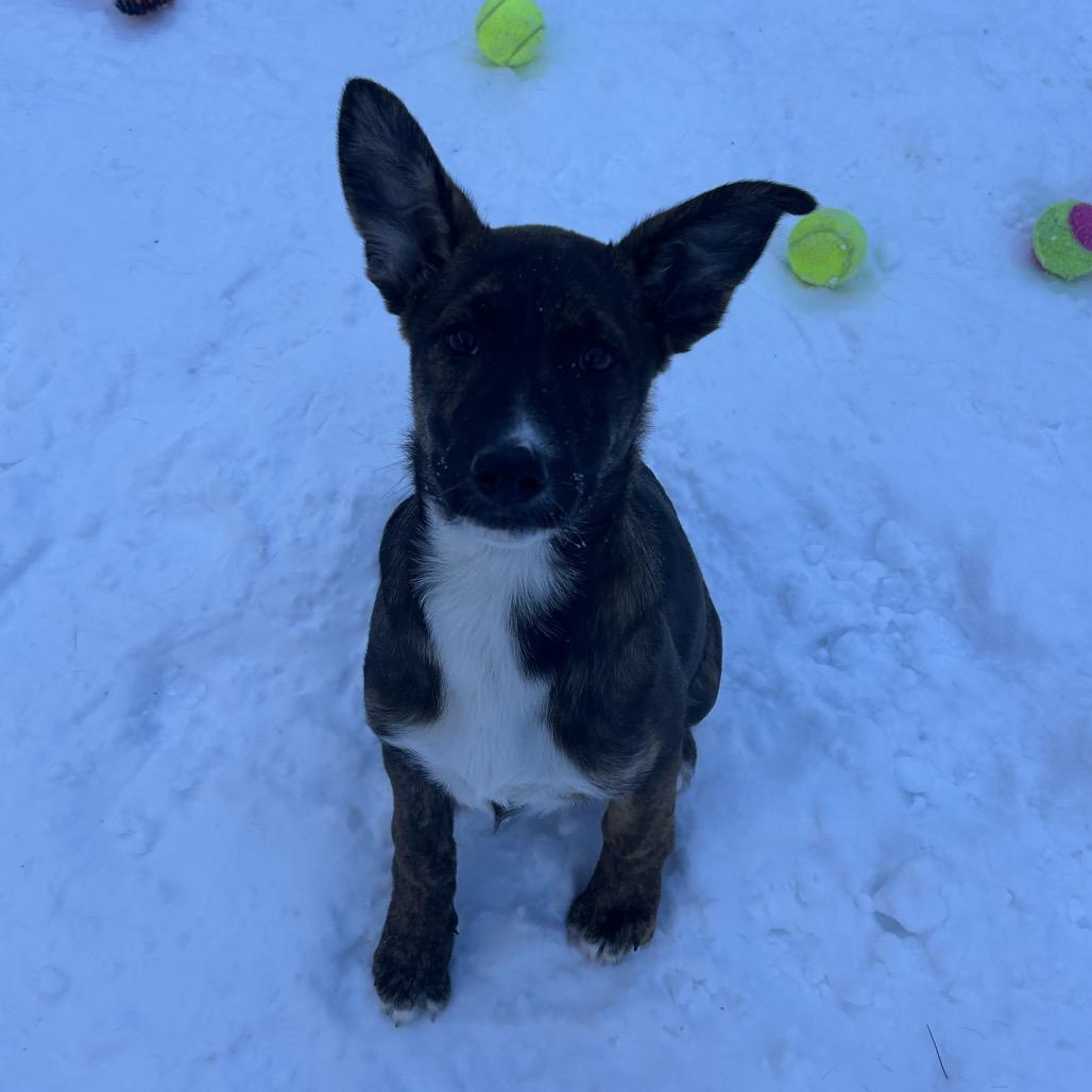 Enlarge Julia, a Adoptable Mixed Breed in Bedford, NH image 5/5