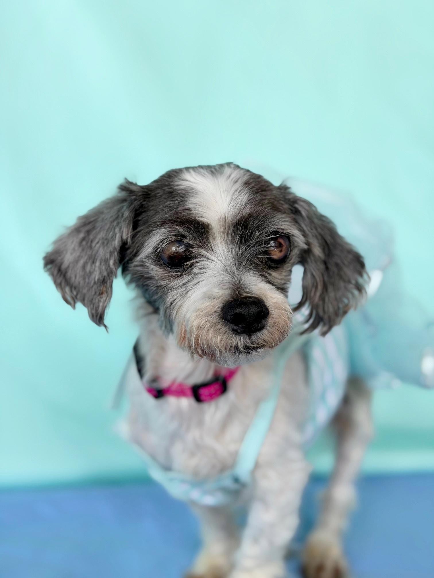 Enlarge Coquette, a Adoptable mixed breed in Rancho Palos Verdes, CA image 3/6