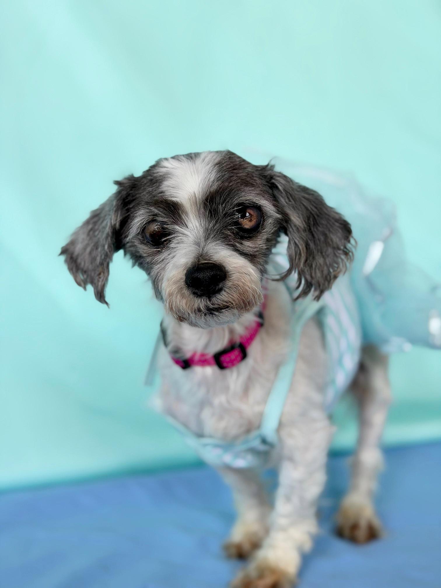 Coquette, Adoptable, Senior Female Shih Tzu & Poodle (Toy).