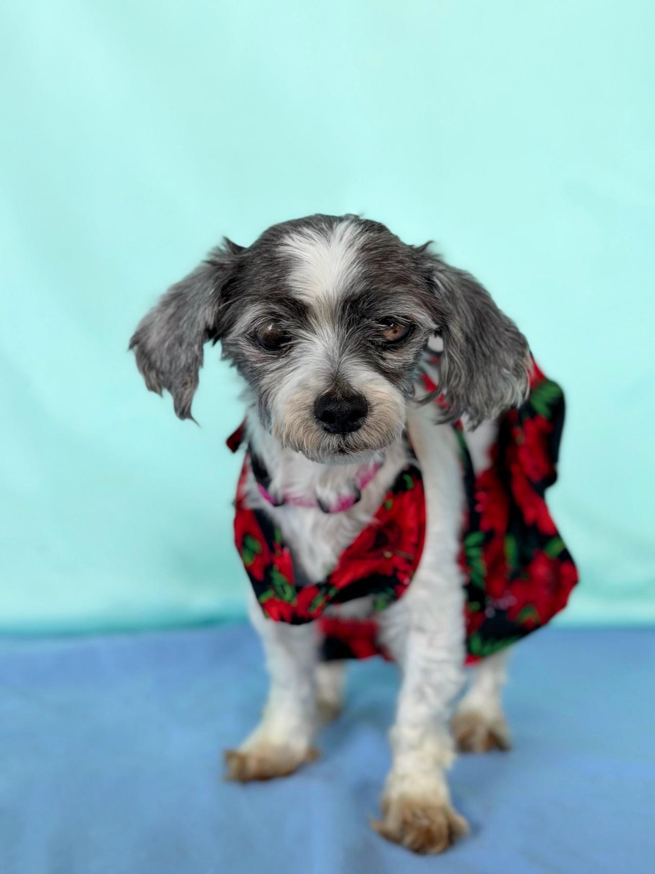 Enlarge Coquette, a Adoptable mixed breed in Rancho Palos Verdes, CA image 5/6