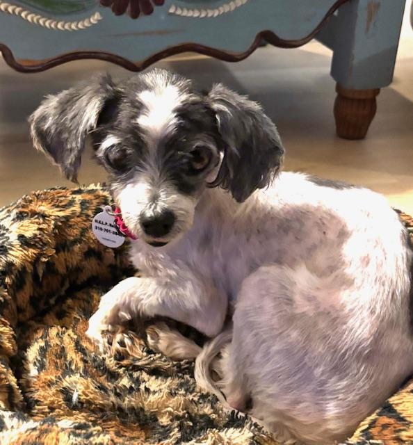 Enlarge Coquette, a Adoptable mixed breed in Rancho Palos Verdes, CA image 4/6