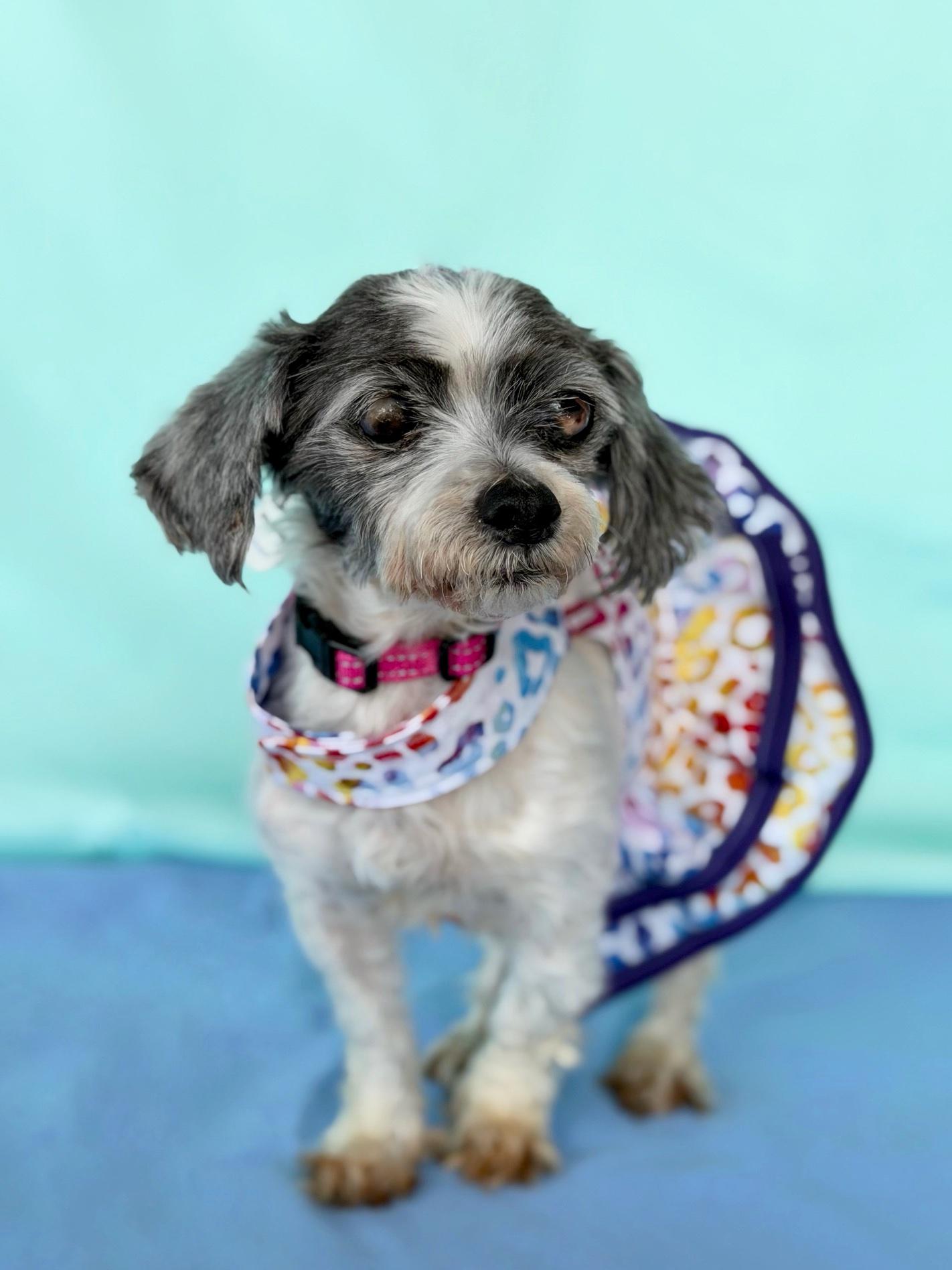 Coquette, adopted, Senior Female Shih Tzu & Poodle (Toy).