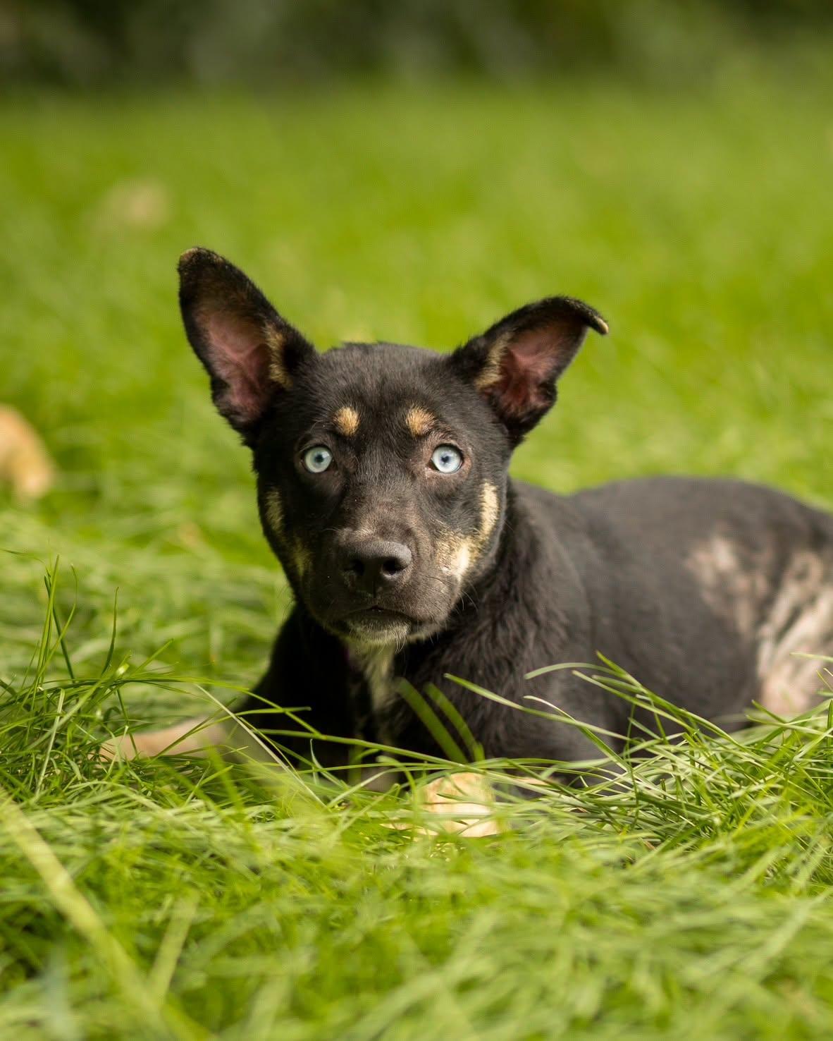 TOPAZ (0153), Adopted, Young Male Husky & Shepherd.