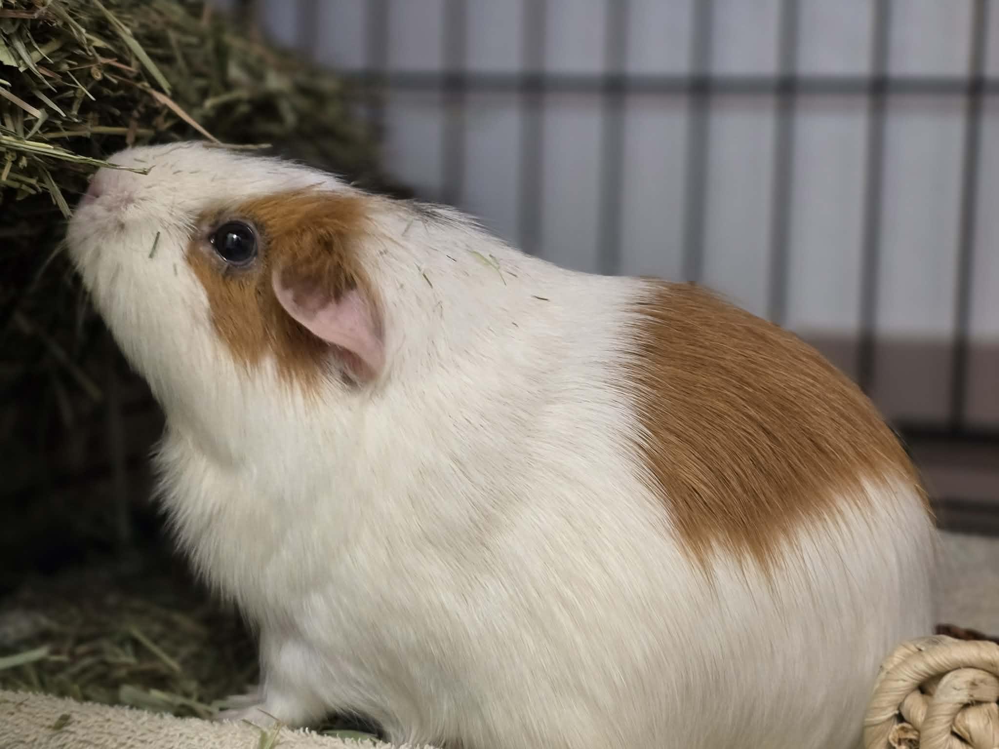 Enlarge Pig Pig, a Adopted Guinea Pig in Grants Pass, OR image 2/3