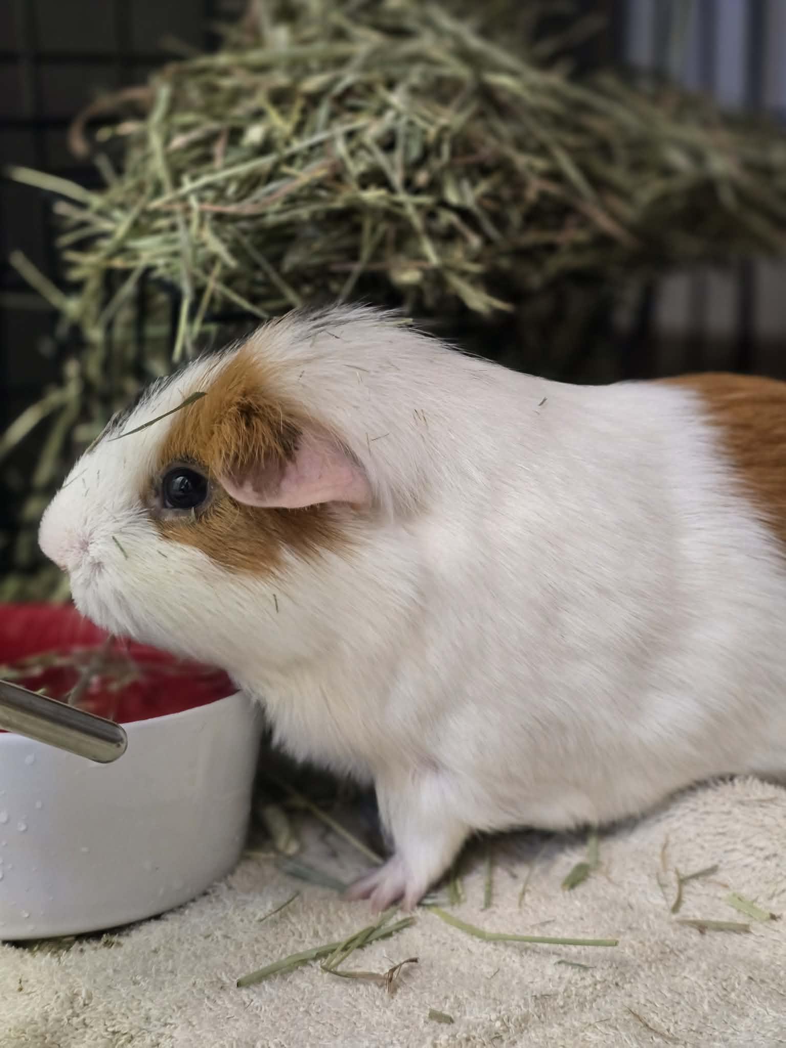 Enlarge Pig Pig, a Adopted Guinea Pig in Grants Pass, OR image 1/3