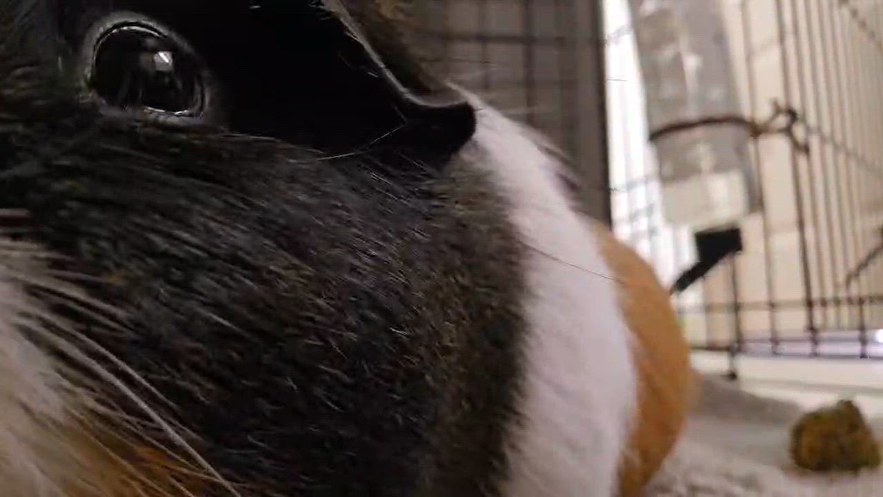 Enlarge Pig Pig, a Adopted Guinea Pig in Grants Pass, OR video 3/3