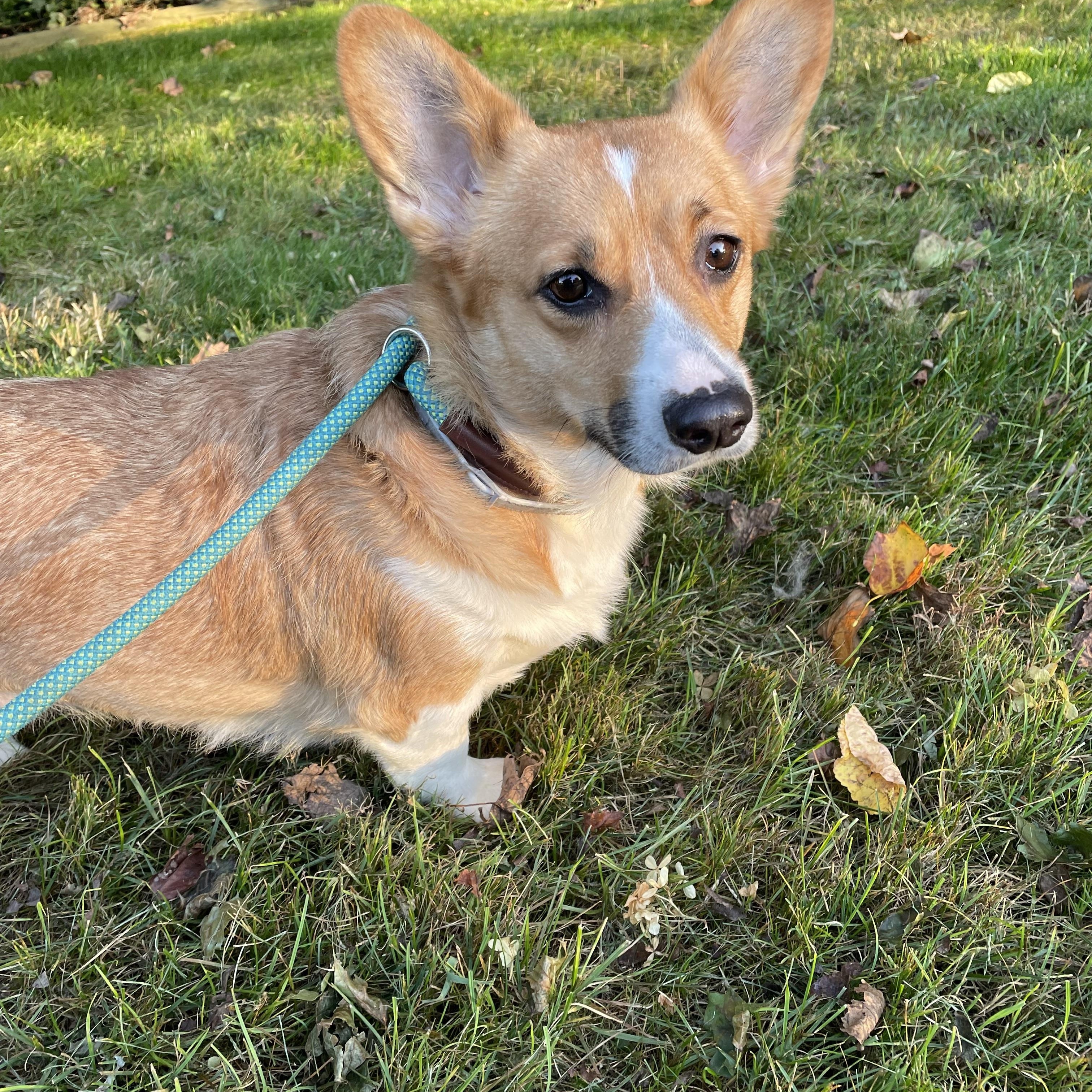 Maple
