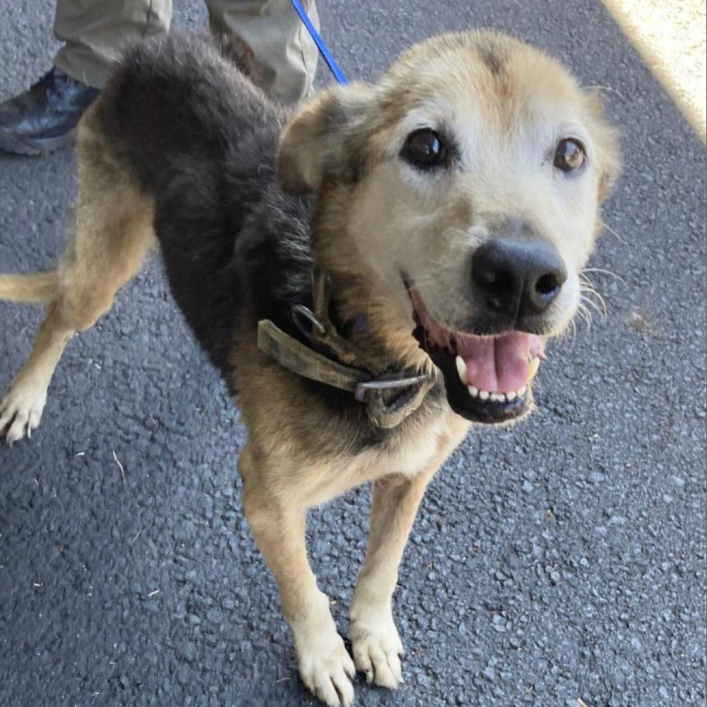 Kalyana (in senior-care foster), Adoptable, Senior Male Mixed Breed.