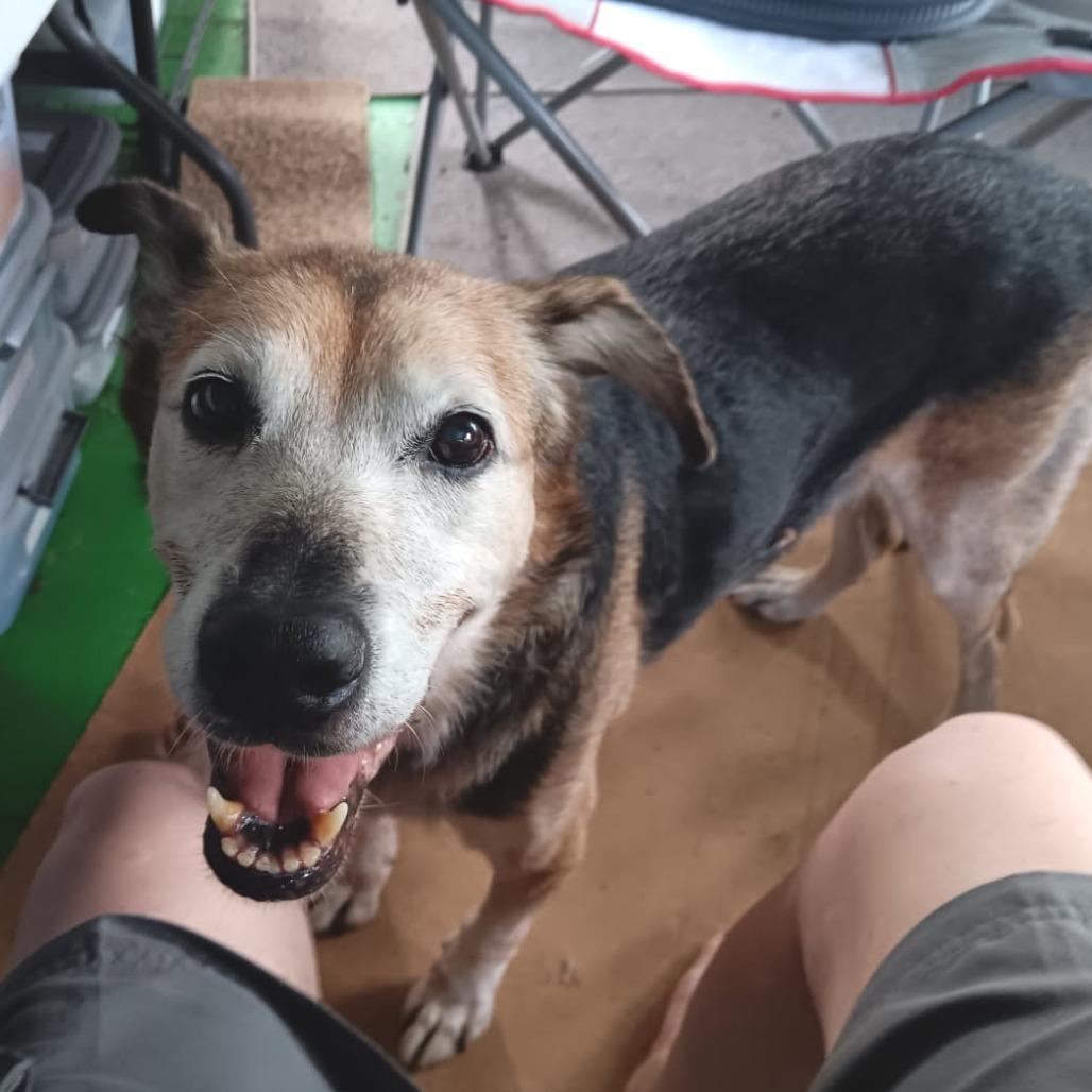 Enlarge Kalyana (in senior-care foster), a Adoptable Mixed Breed in Volcano, HI image 2/4