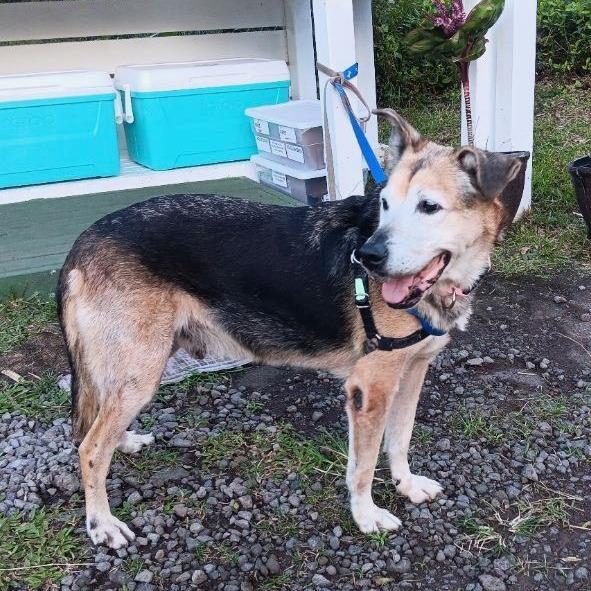 Kalyana (in senior-care foster), a Adoptable Mixed Breed in Volcano, HI image 2/4
