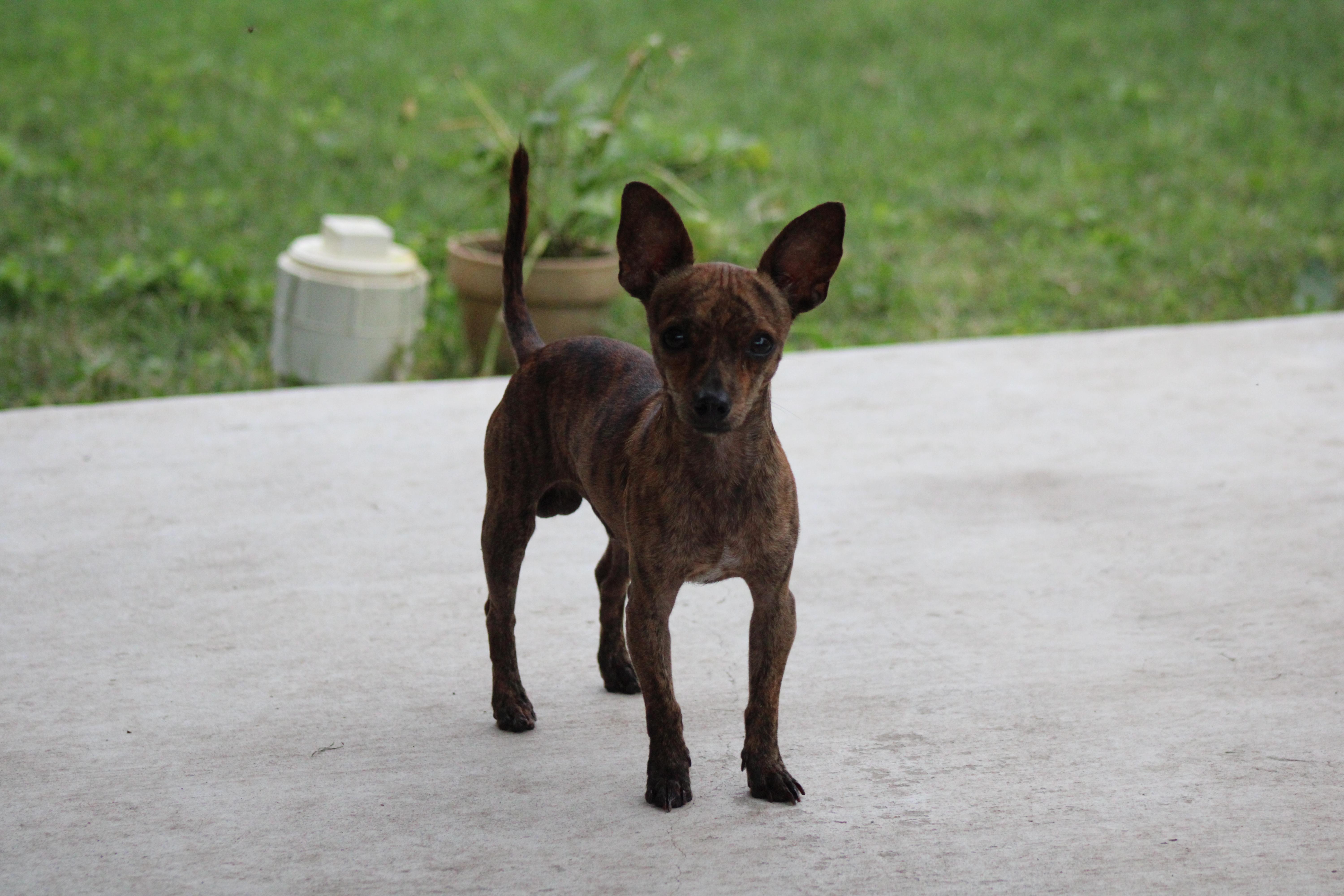 Sylas, Adoptable, Adult Male Chihuahua.