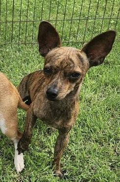 Sylas, a Adoptable Chihuahua in Austin, TX image 2/3