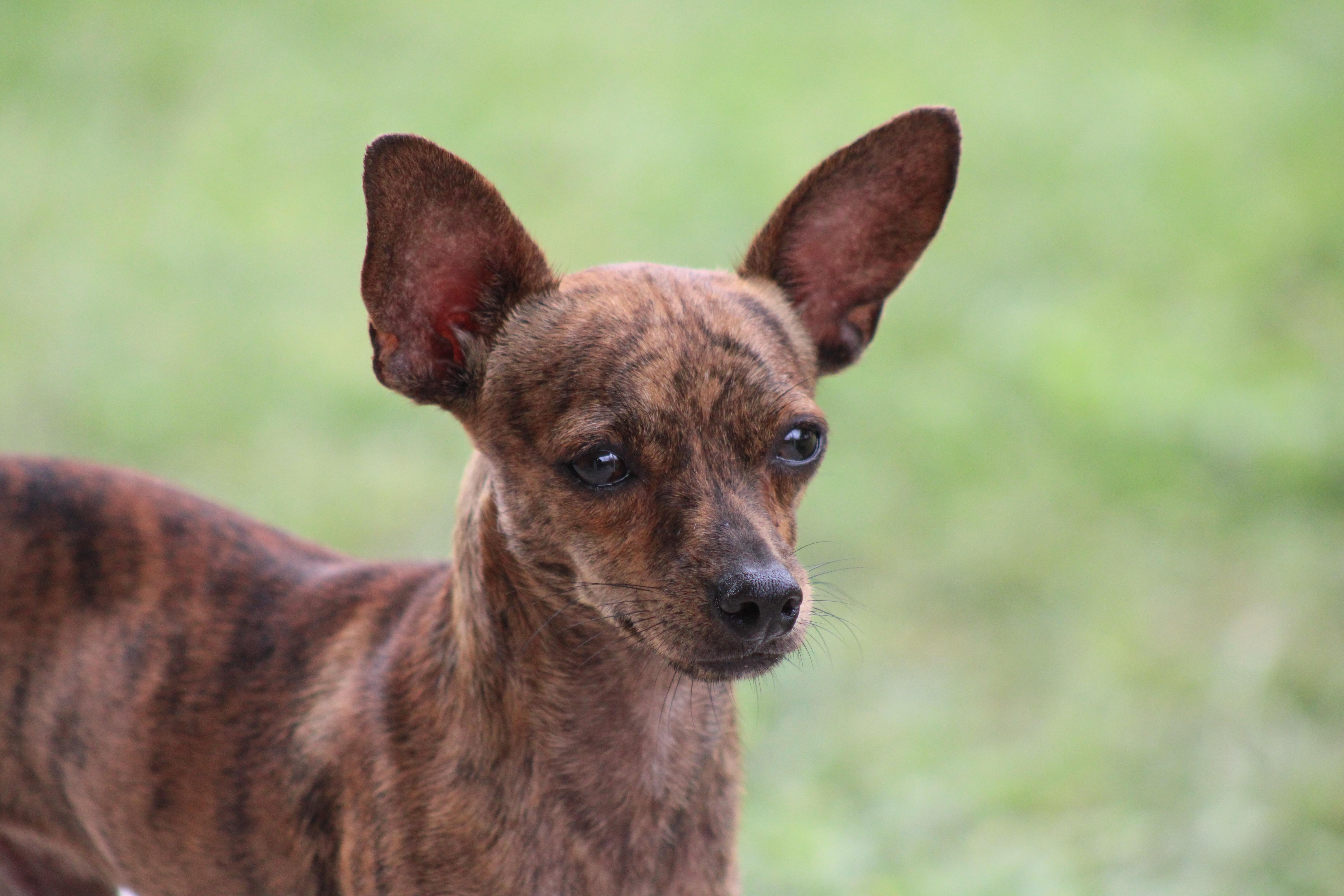 Sylas, a Adoptable Chihuahua in Austin, TX image 3/3