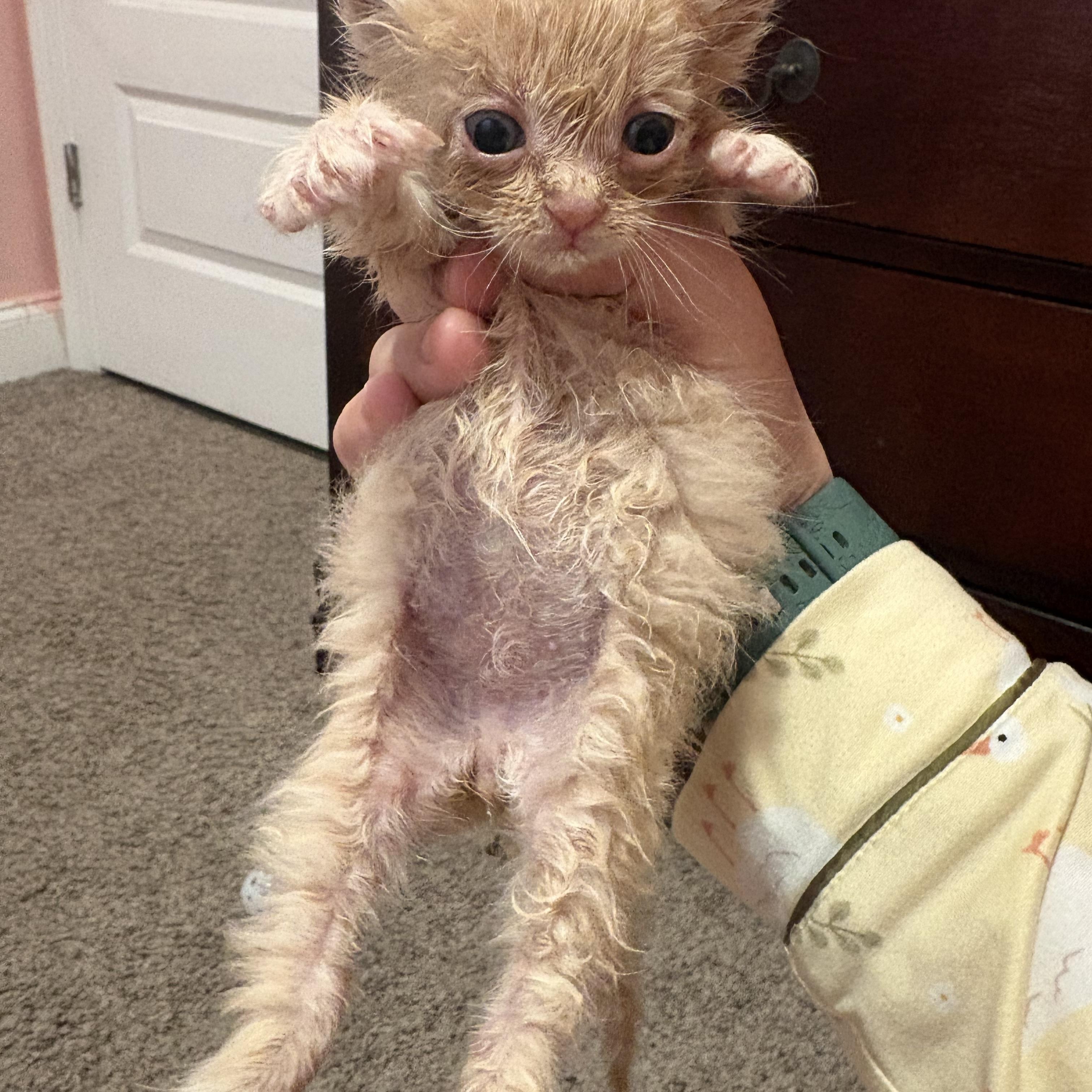 Enlarge Patrick Star, a ADOPTABLE Domestic Long Hair in Youngstown, FL image 3/5