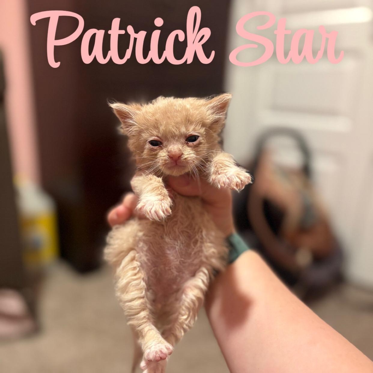Enlarge Patrick Star, a ADOPTABLE Domestic Long Hair in Youngstown, FL image 2/5