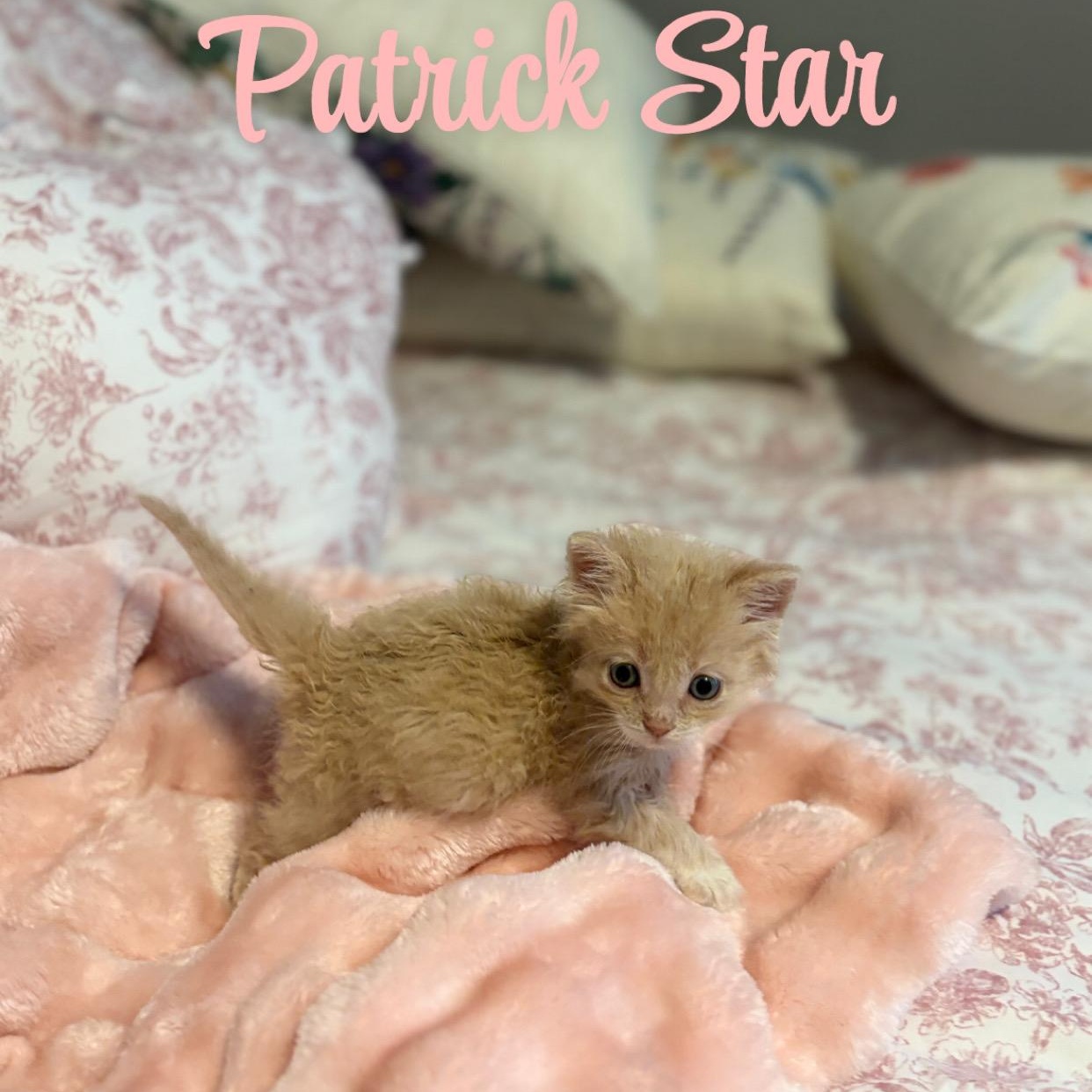 Enlarge Patrick Star, a ADOPTABLE Domestic Long Hair in Youngstown, FL image 1/5
